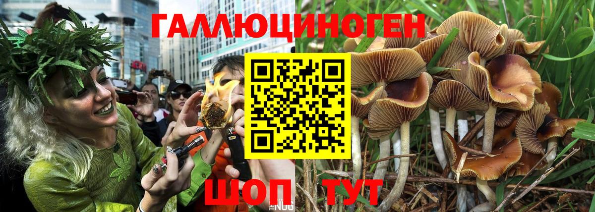 Псилоцибиновые грибы Psilocybe Саки